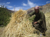 http://www.localfutures.org/ladakh-project/learning-from-ladakh/learning-from